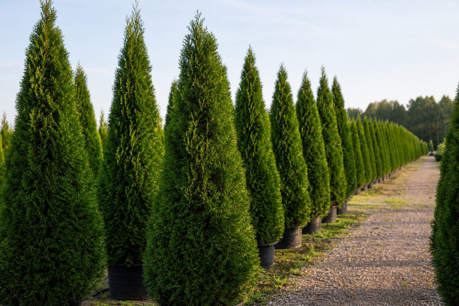 Туя Smaragd в питомнике Green Plants в Любуже — саженцы для Минска