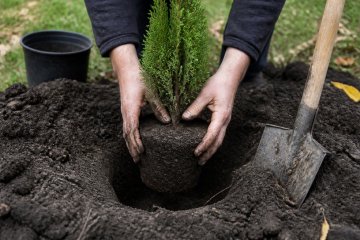 Уход за туями после посадки в Беларуси: полив, мульча, первая зима