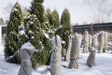 От чего зависит цена туи в 2026 году: высота, форма, контейнер
