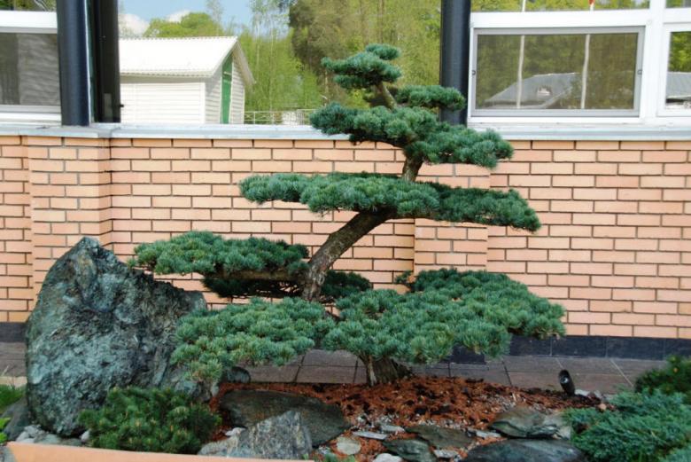 Бонсай для сада: ниваки из ели в питомнике Green Plants