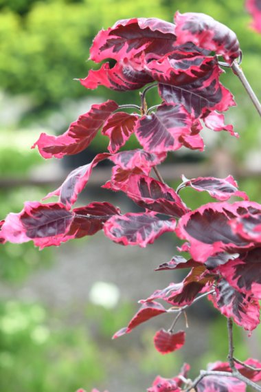 купить Бук лесной "Purpurea Tricolor"