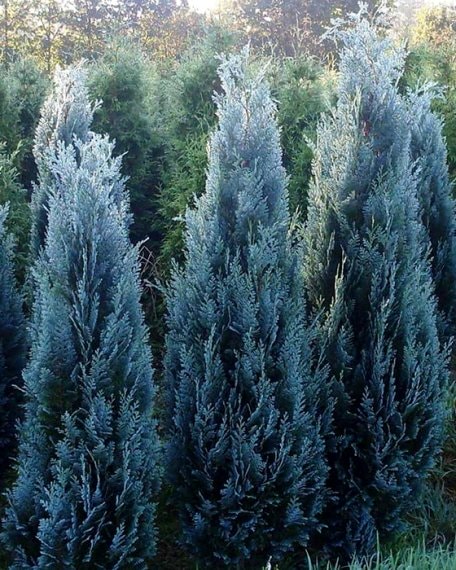 купить Кипарисовик Лавсона Колумнарис