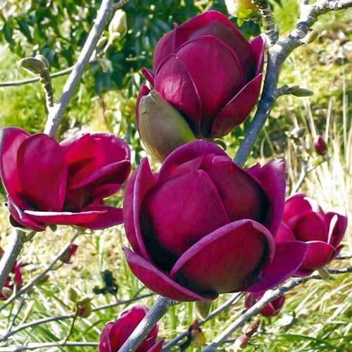 купить Магнолия «Black Tulip» дерево