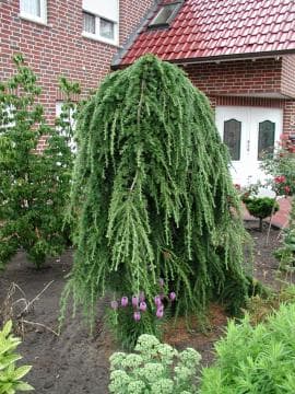 Лиственница «Pendula»