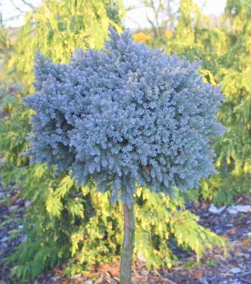 купить Можжевельник "Blue Star" на штамбе