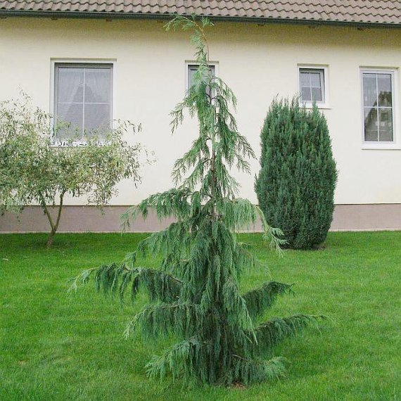 купить Кипарисовик нутканский «Jubilee» (Pendula)
