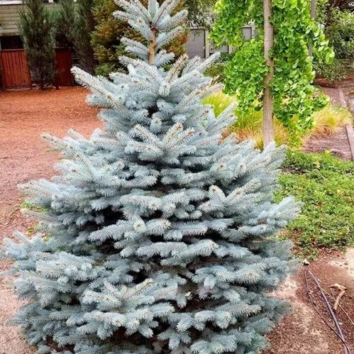 купить Ель колючая голубая «Super Siding Blue»
