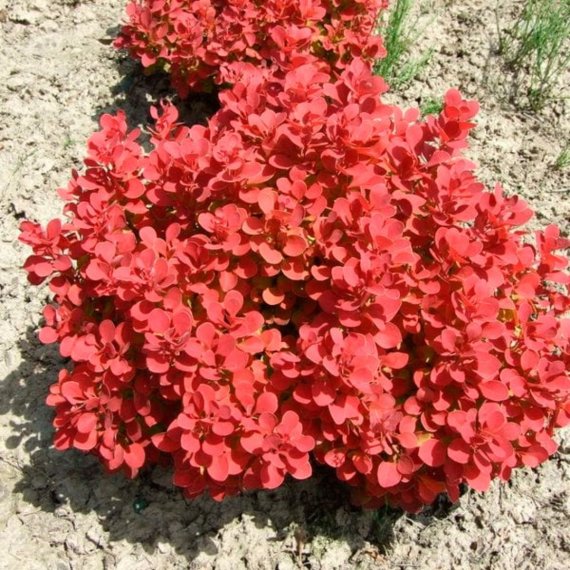купить Барбарис тунберга «Ruby Star»