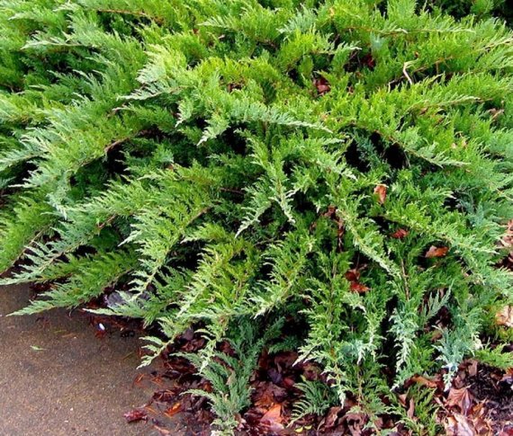 купить Можжевельник казацкий "Tamariscifolia"