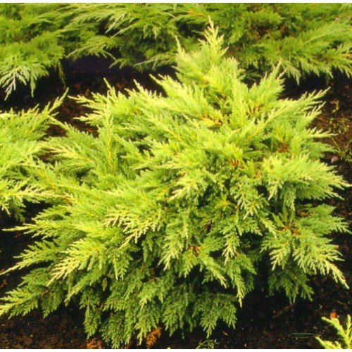 купить Можжевельник средний "Mordigan Gold"