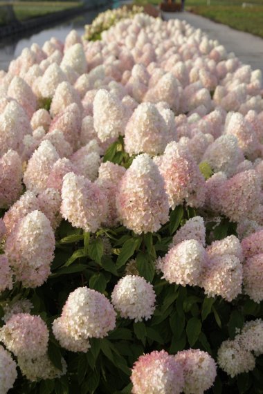 купить Гортензия "Magical Sweet Summer"