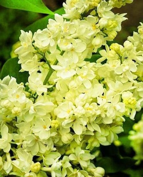 купить Сирень жёлтая