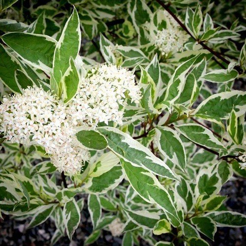 купить Дёрен «Elegantissima» (белый)