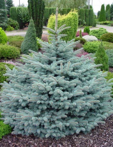 купить Ель колючая «Glauca Globosa» 