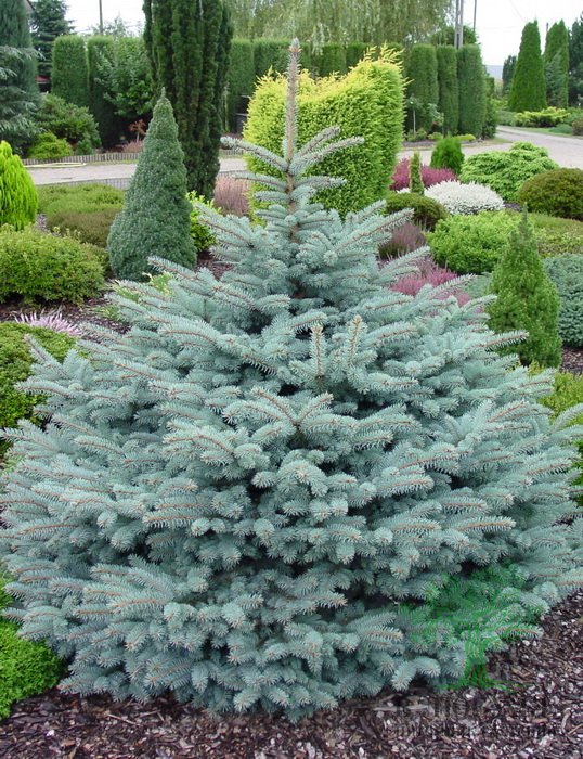 Ель колючая «Glauca Globosa» 