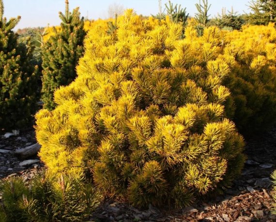 купить Сосна горная «December Gold»
