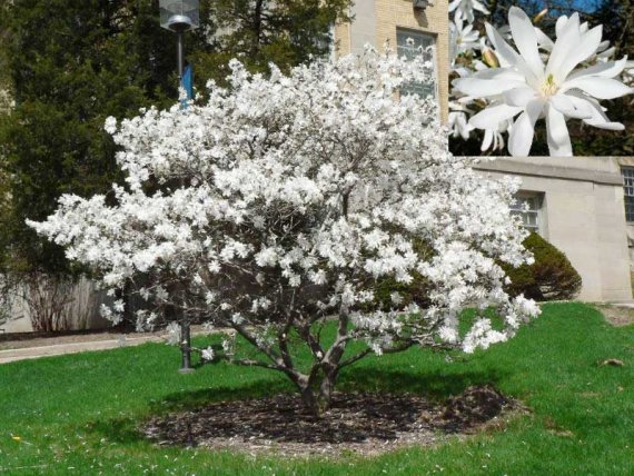 купить Магнолия «Stellata»