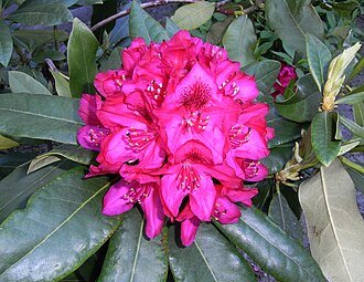 купить Рододендрон «Alpenrose»