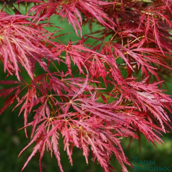 купить Клен "Dissectum Atropurpureum"