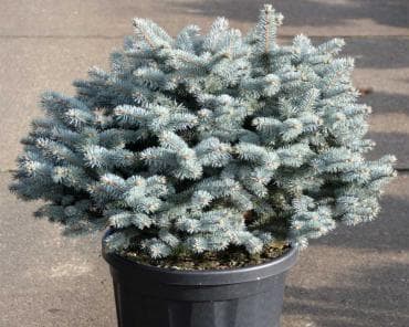 Ель колючая «Glauca Globosa»