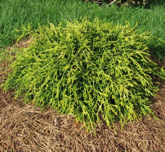 купить Кипарисовник горохоплодный "Sungold"