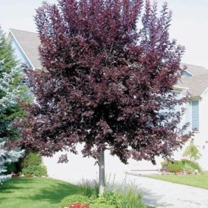 купить Берёза бородавчатая «Purpurea»