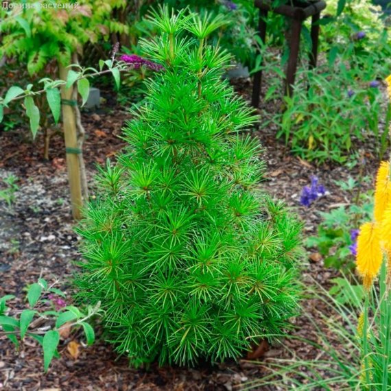купить Сциадопитис мутовчатый "Verticillata"