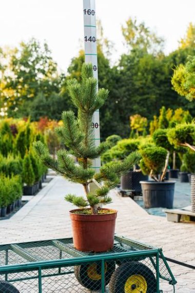 купить Сосна черная «Oregon Green»