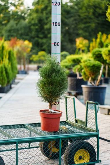 купить Сосна черная «Green Tower»