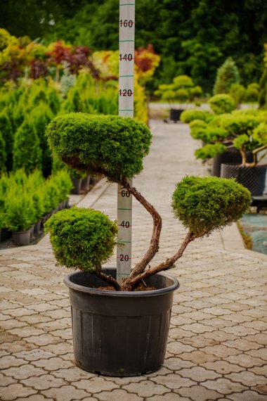 купить Можжевельник "Mint Julep" №59 h1.1м d1.1м