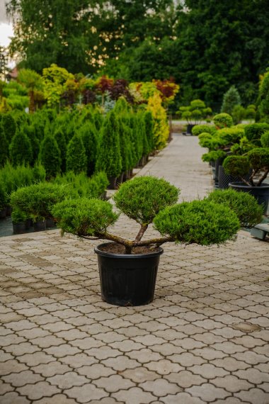 купить Можжевельник "Tamariscifolia" №5 h0,7м d2м