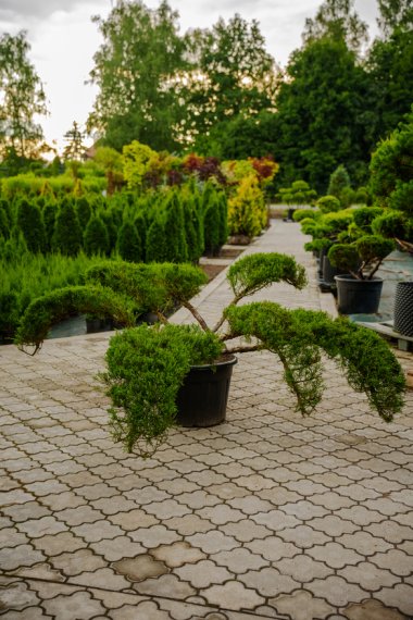 купить Можжевельник "Tamariscifolia" №40 h1м d3,3м