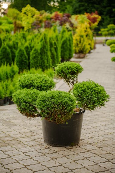 купить Можжевельник "Tamariscifolia" №60 h0.7м d1м