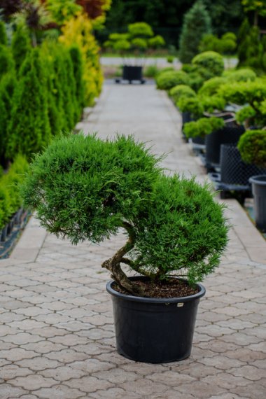 купить Можжевельник  "Tamariscifolia" №25 h1м d0,8м