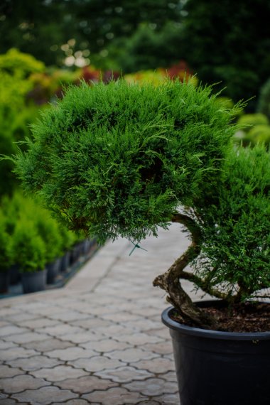 купить Можжевельник  "Tamariscifolia" №25 h1м d0,8м