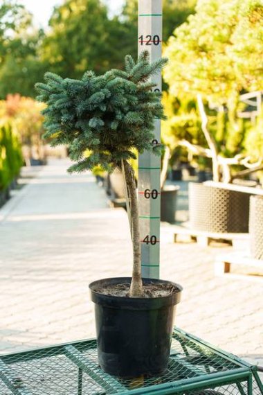 купить Ель колючая «Glauca Globosa» 