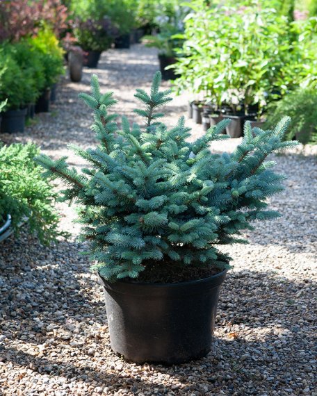 купить Ель колючая «Glauca Globosa» 