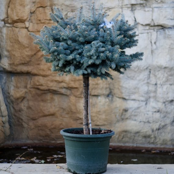 купить Ель колючая «Glauca Globosa» 
