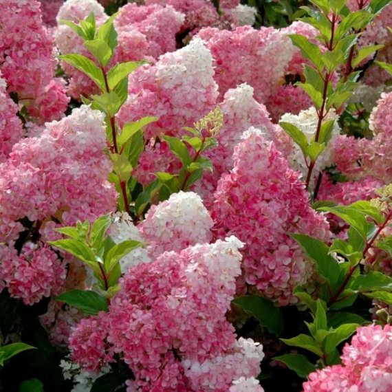 купить Гортензия метельчатая «Vanille-Fraise»
