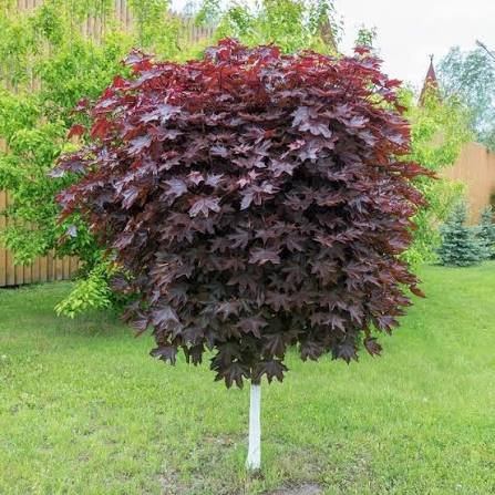 купить Клен остролистный "Royal Red"
