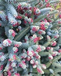 купить Пихта испанская "Glauca"