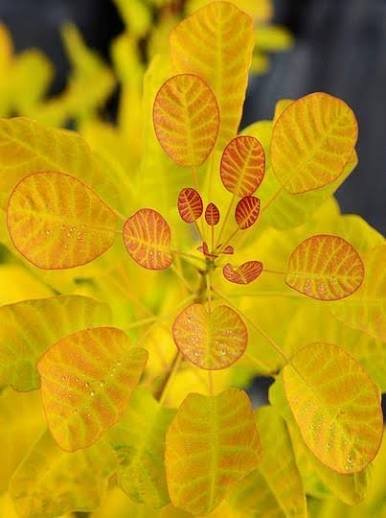 купить Скумпия кожевенная "Golden Lady"