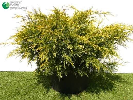 купить Можжевельник китайский "Kuriwao Gold"