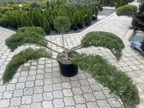 купить Можжевельник №40 1м d3,3м