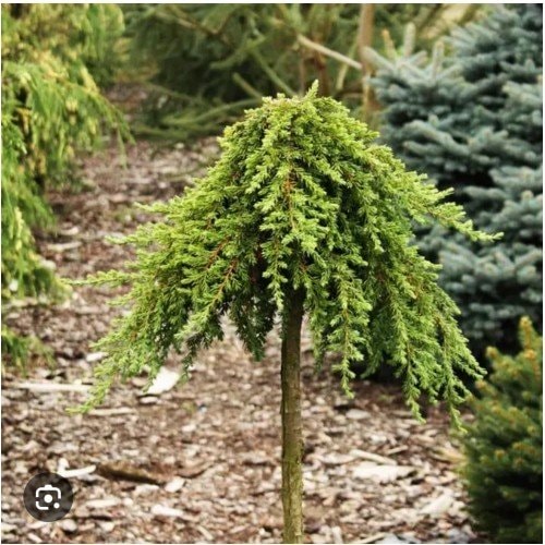 купить Можжевельник " Green Mantle" на штамбе