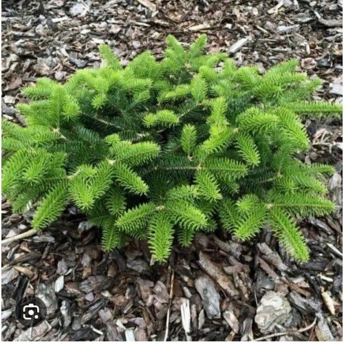 купить Пихта кефалинийская "Meyer`s Dwarf"