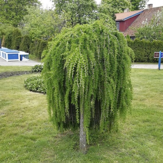 купить Лиственница "Larix decudua"Pendula