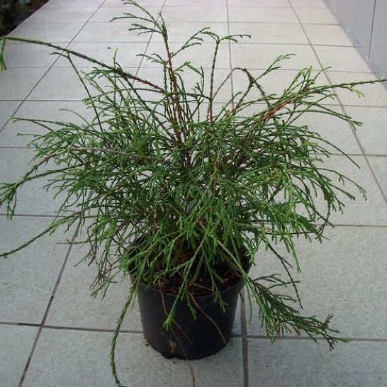 купить Туя западная "Filiformis"