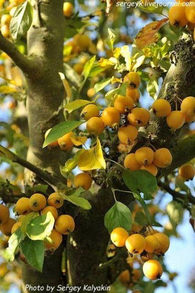 купить Яблоня декоративная «Malus scheideckeri»