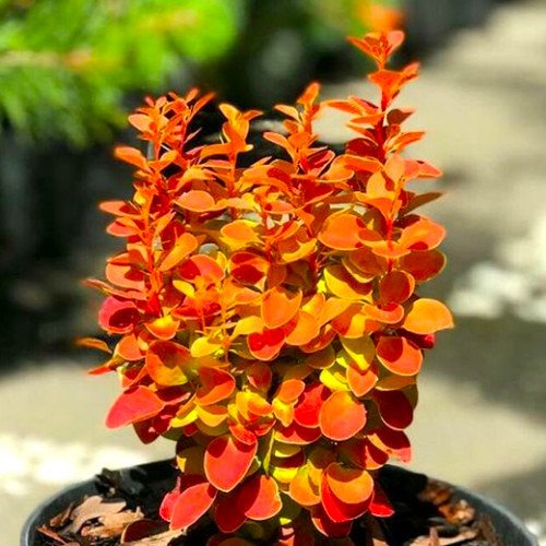 купить Барбарис тунберга «Orange Alf»